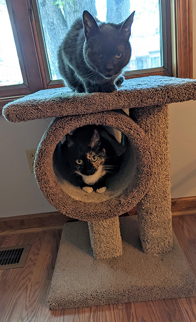 Grey cat on top of cat post. Calico cat in a round cubby on the post below.