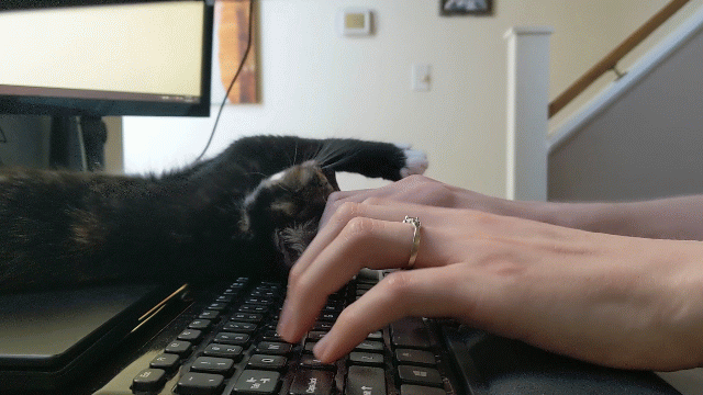 Person types on laptop keyboard while calico cat lays on the laptop and stretches toward the typist's fingers